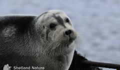 Bearded seal at Baltasound