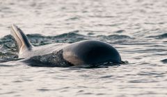 The long finned long-finned pilot whale had spent three days swimming around the busy oil port - Photo: Austin Taylor