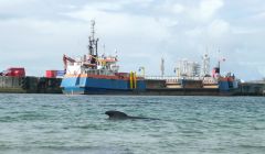 Wildlife experts are keeping a close eye on this long-finned pilot whale near the Sullom Voe Terminal