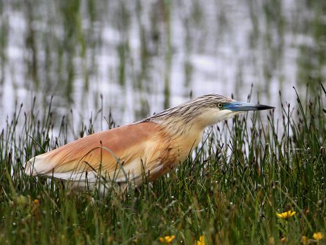 The Squacco Heron at Urafirth. Pic. Jim Nicolson