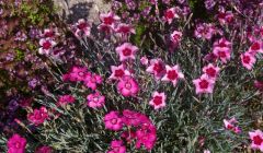 Clove-scented allwoodii pinks