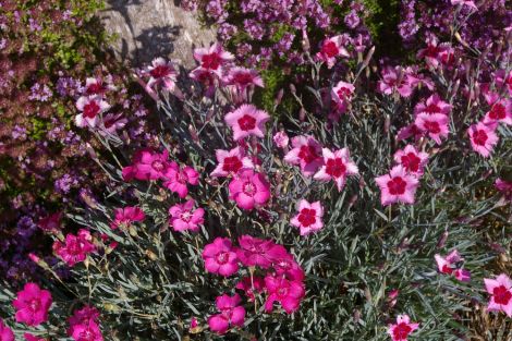 Clove-scented allwoodii pinks