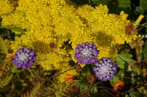 Primula capitata with sedum reflexum