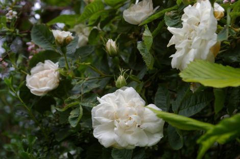 Rosa alba maxima