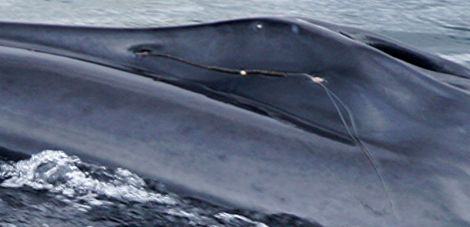 The harpoon in the whale's head looks like a home made spear - Photo: George Graham 