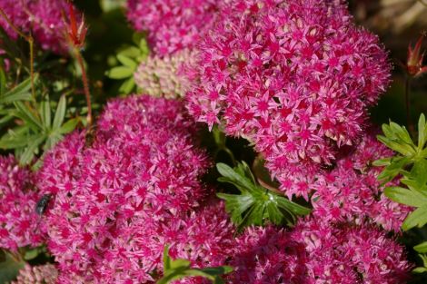 Sedum or stonecrop.