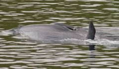 The sei whale in Firths Voe - Photo: Austin Taylor