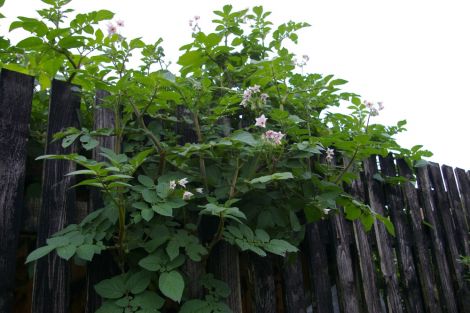 Tattie hanging basket - all photos: Lea Gardens