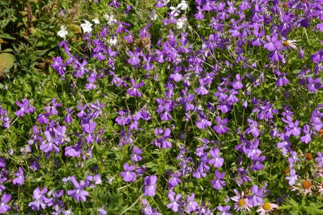 Viola cornuta