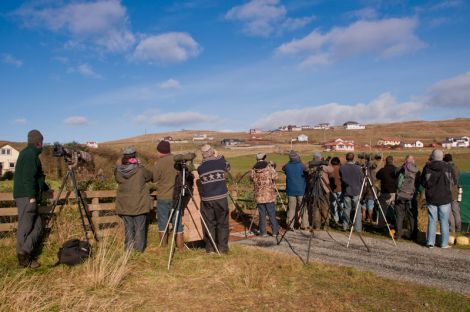 Twitchers flock to Gulberwick to see rare Siberian Rubythroat. Pic. Austin Taylor