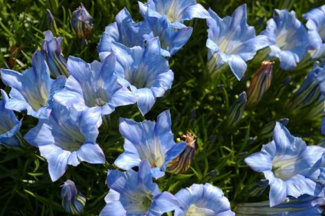 Gentiana 'Strathmore'