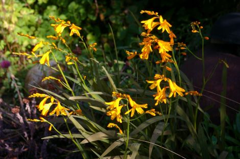 Late flowering crocosmia cultivar.