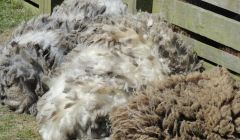 Shetland wool, but can it be called 'Native'?