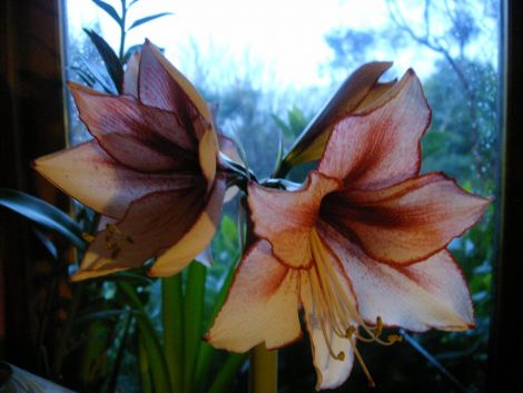 Hippeastrum charisma - all photos: Lea Gardens