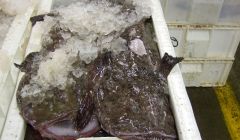 Monkfish is one of the most valuable species landed by the Shetland whitefish fleet - Photo: Shetland News