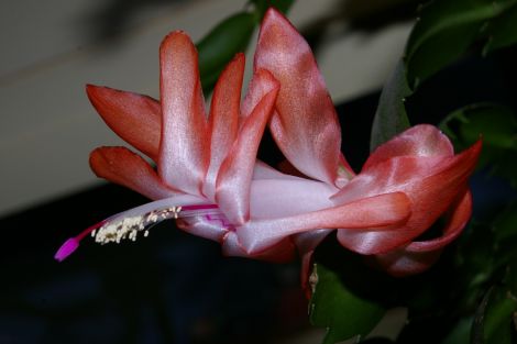 schlumbergera truncata