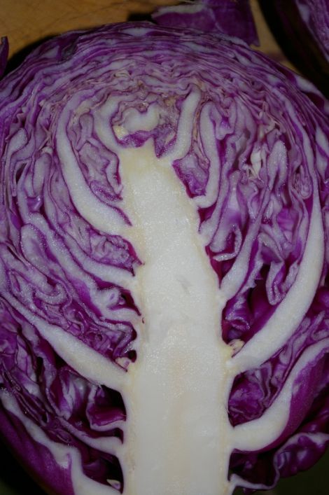 ...that most beautiful cabbage...