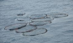 Nine of the missing salmon cages floating 60 miles east of Shetland last week - Photo: Marine Scotland