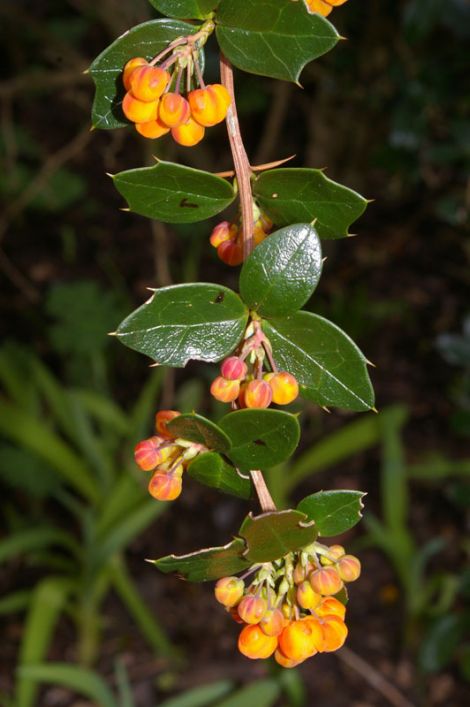 Berberis ilicifolia