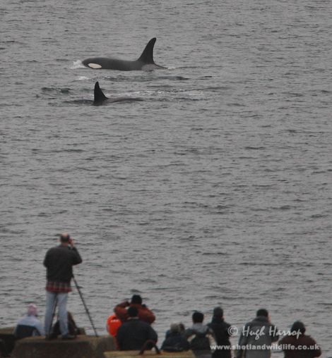 The crowds gather to watch the pod of four killer whales at Mousa Sound. Pic. Hugh Harrop