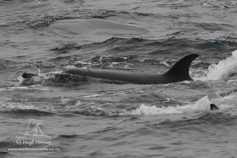 Sitting duck: a young killer whale grabs a long-tailed duck at Mousa Sound. Pic. Hugh Harrop