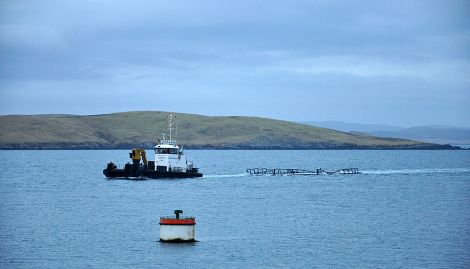 SML Orcadia towing in another of the breakaway salmon cages - Photo: Matthew Strmsek