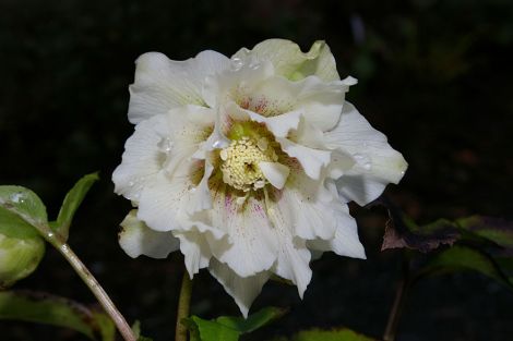 White double hellebore