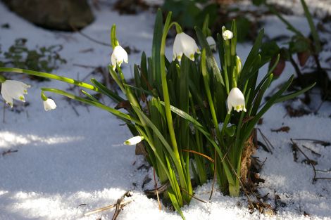 Spring snowflake.