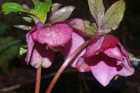 Oriental hellebore.