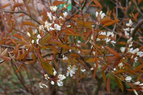 Amelanchier canadensis.