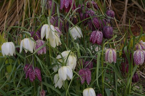 Snakes head fritillaries.