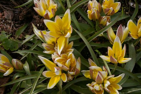 Tulipa tarda - all Photos: Lea Gardens