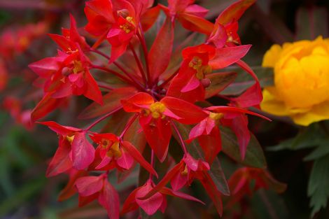 E. griffithii 'Wickstede'.