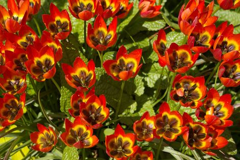 Tulipa 'Little Princess' - all photos: Lea Gardens