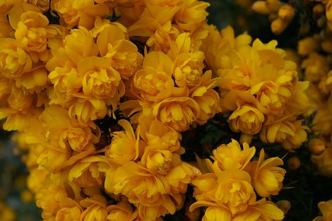 Ulex 'Irish Double'.