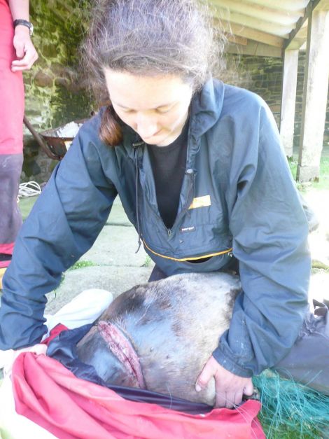 Noss warden Katherine Snell with the seal she found. Pic. Shetland News