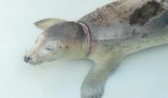 The grey seal recovering from its ordeal at Hillswick Wildlife Sanctuary. Pic. Shetland News