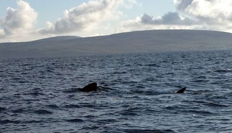 basking shark