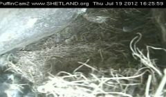 A Puffincam still showing the empty nest with the dead chick in the left hand corner.