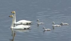 The Loch of Spiggie whooper swans. Pic. Jim Wood