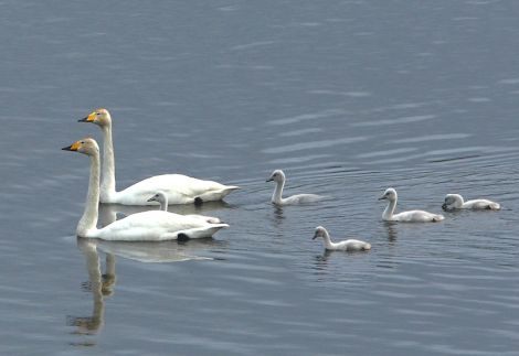 The Loch of Spiggie whooper swans. Pic. Jim Wood