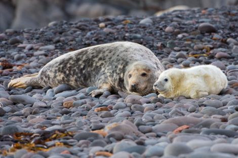 Grey seak with pup - Photo: SNH