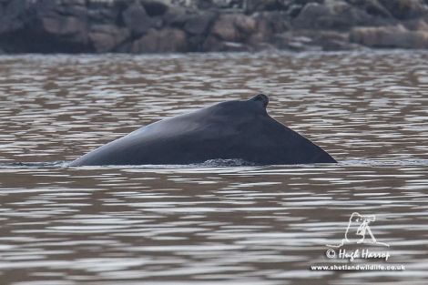 Hugh Harrop's photo of the distinctive dorsal fin identifies this as the same whale as was seen off Muckle Roe on Friday. Pic. Hugh Harrop/Shetland Wildlife