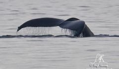 The tail fluke of the humpback whale in Ura Firth on Monday. Pic. Hugh Harrop/Shetland Wildlife