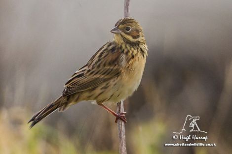 The Chestnut-Eared Bunting at Pool of Virkie on Wednesday. Pic. Shetland Wildlife/Hugh Harrop