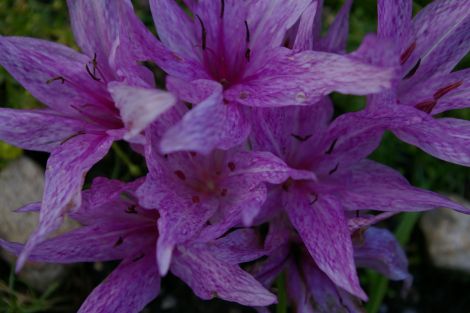 Colchicum aggripinum.