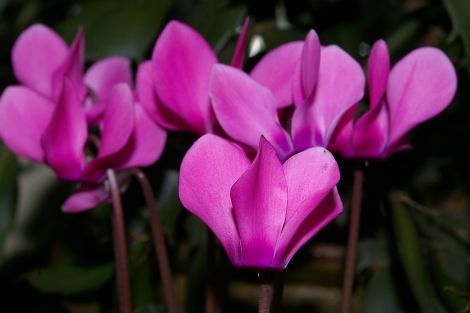 Cyclamen neapolitanum - all photos: Rosa Steppanova, Lea Gardens