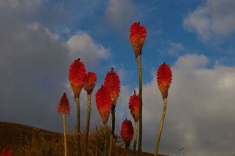 Kniphofia rooperi.