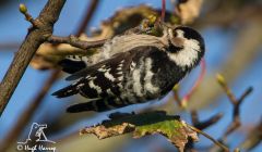 The lesser spotted woodpecker in Scalloway on Tuesday - Photo: Hugh Harrop/Shetland Wildlife