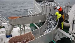 Mackerel fishing is worth more than £160 million to the Scottish economy - Photo: Seafood Scotland.